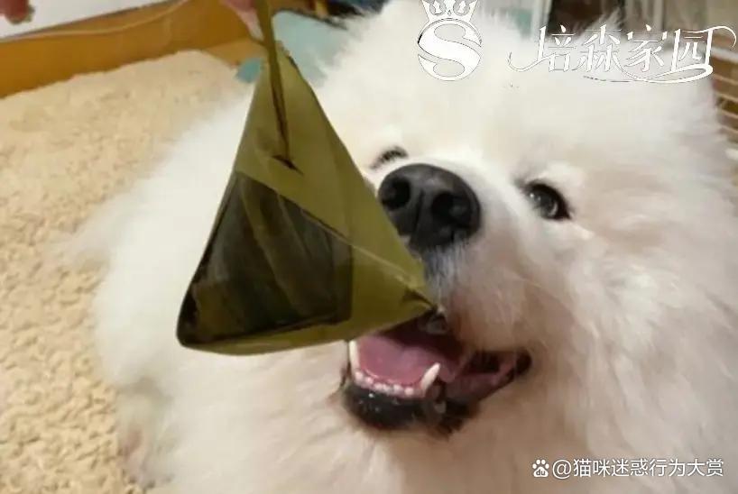 狗能不能吃粽子(狗能不能吃粽子里的糯米)