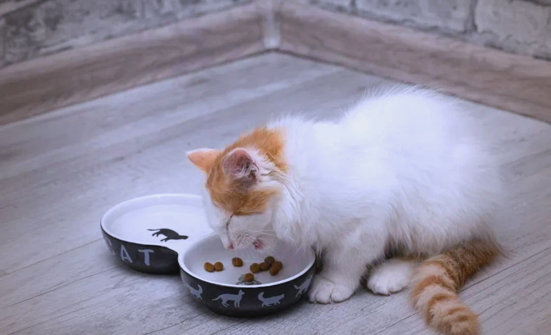 猫到了新环境躲起来会饿死吗(猫到了新环境躲起来了多久会好)