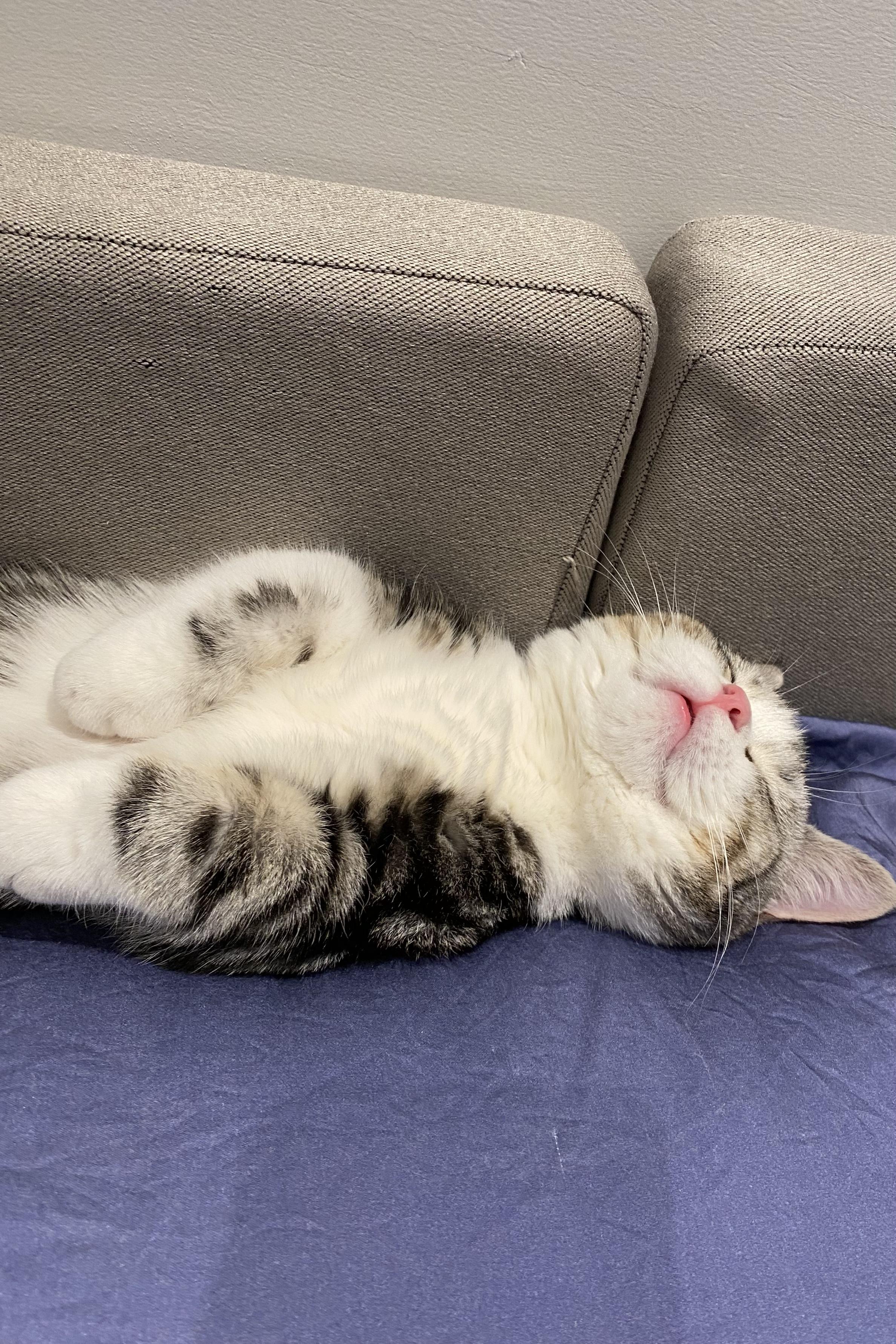 猫能吃火龙果吗(猫可以吃火龙果果吗)