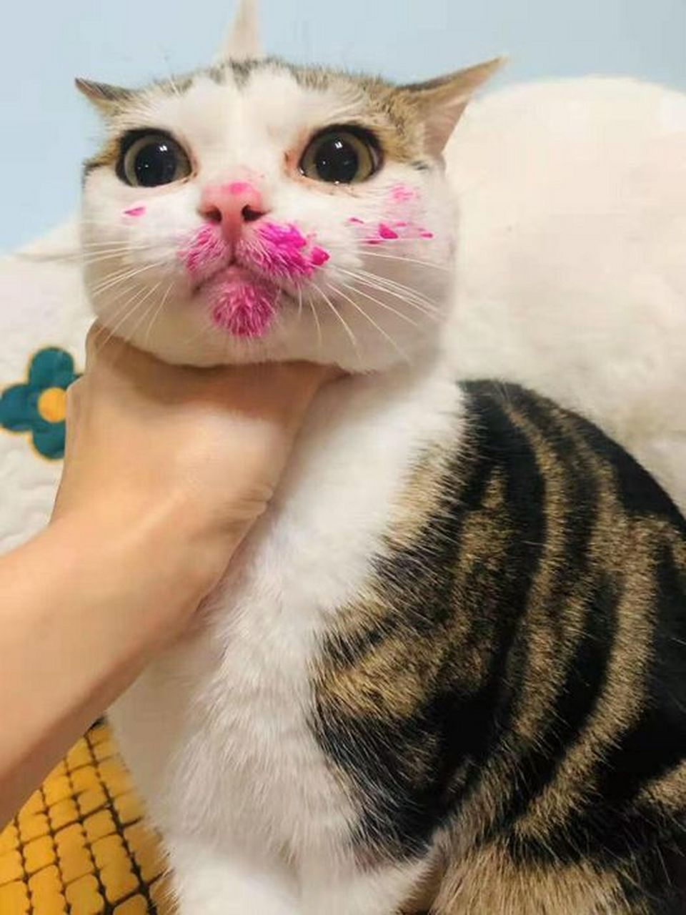 猫能吃火龙果吗(猫可以吃火龙果果吗)
