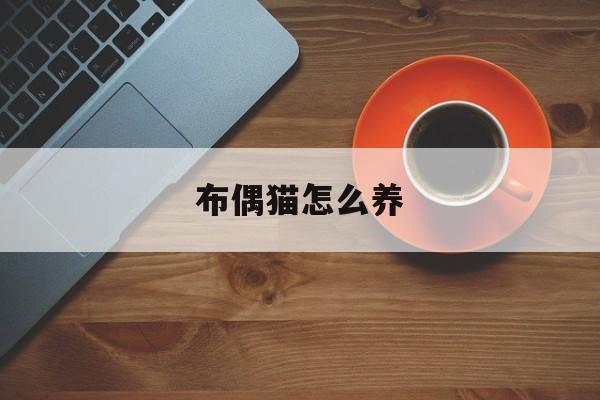 布偶猫怎么养(两个月布偶猫怎么养) 布偶猫怎么养(两个月布偶猫怎么养)