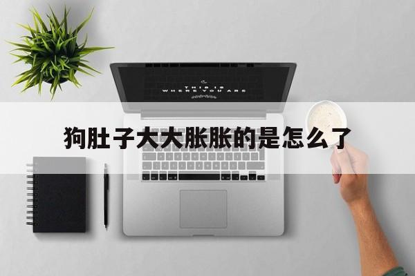 狗肚子大大胀胀的是怎么了(狗肚子大大胀胀的是怎么了乱解小便)